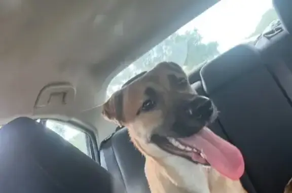 Lost Tan & White Dog on McEwan Ln, 3104