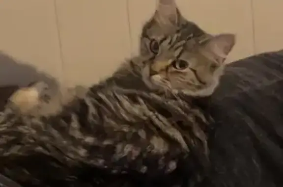 Lost: Shy Tabby Cat Juju in Mesa