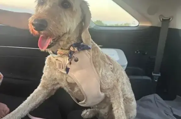 Missing dog Arizona City, photo: Lost Skittish Goldendoodle in Maricopa