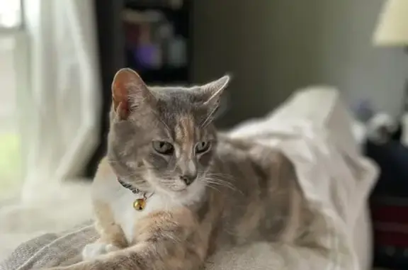 Lost 12-Year-Old Calico Cat in Jackson