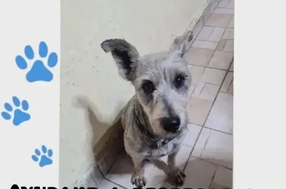 Perro Gris Perdido en Cuauhtémoc, CDMX