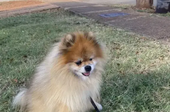 Lost and found pets Honolulu, photo: Lost Dog Taken by Man on Alakawa St, 525