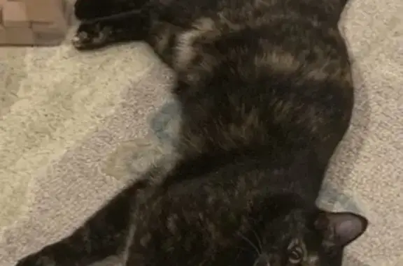 Lost Cat: Dark Brown with Caramel Spots