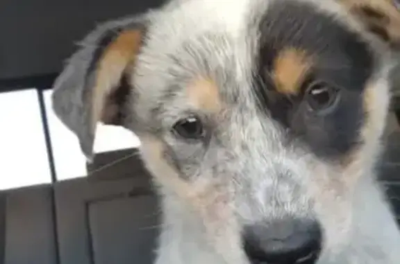 Lost Blue Heeler: Spot Missing Near Hwy 69