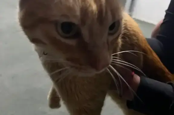 Gato encontrado Cuautitlan Izcalli, foto: ¿Has visto a este gato naranja perdido?