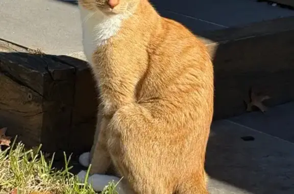 Missing cat , photo: Friendly Lost Cat with Big Pointy Ears