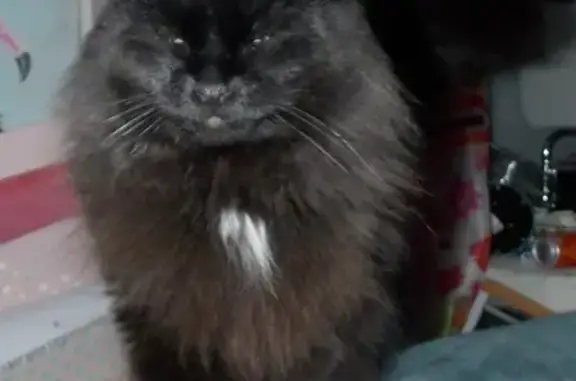 Lost Cat: Small, Black, Green-Eyed Yowler