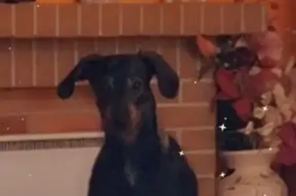 Chien perdu noir et feu à Douchy-les-Mines - photo