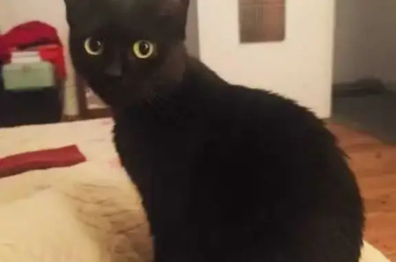 Chatte noire perdue, 2 ans, yeux verts - photo