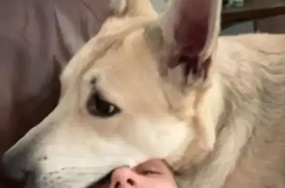 Lost Off-White Malinois in Oxford Area