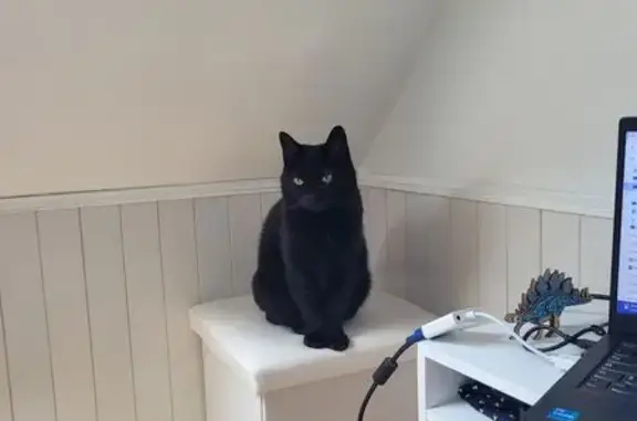 Chatte craintive perdue à Coulogne - photo