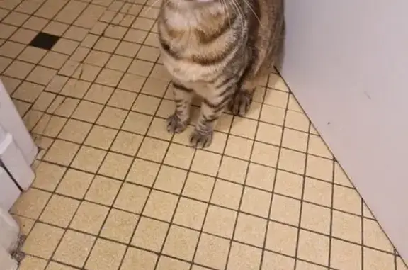 Animaux trouvés Rodez, photo: Chat tigré câlin trouvé à Rodez
