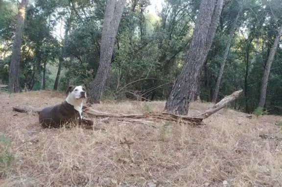 Animaux trouvés La Valette-du-Var, photo: Chienne blanche et marron trouvée à La Valette