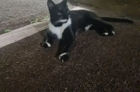 Animaux trouvés Suresnes, photo: Chat trouvé Rue Rouget de Lisle, Suresnes