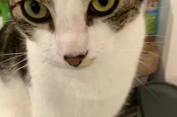 Missing cat Fremantle, photo: Lost: Neutered Male Cat, 2 Yrs, Fremantle