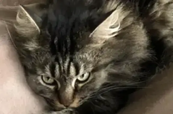 Chat perdue Raika, douce mais craintive - photo