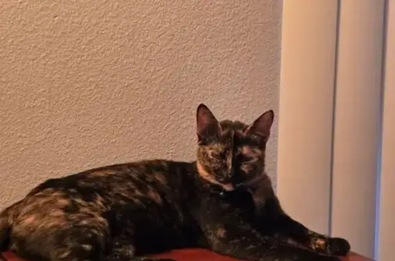 Missing: Unique Tortoiseshell Calico Cat
