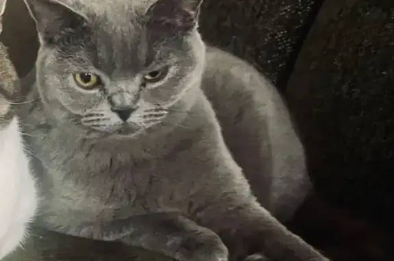 Chatte perdue : British Shorthair grise - photo