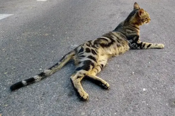 Búsqueda de mascotas, foto: Gatita Perdida: Lola en Leganés, San Cristóbal