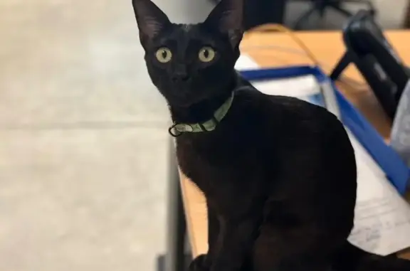 Chat trouvé Brest, photo: Chat noir oriental trouvé à Brest
