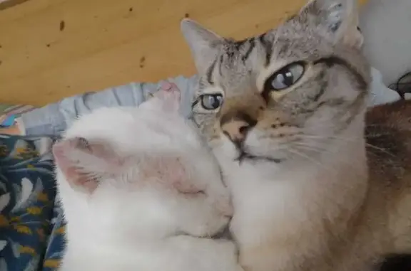 Animaux perdus Saint-Éloy-de-Gy, photo: Chat siamois perdu, Les Moreaux, 22