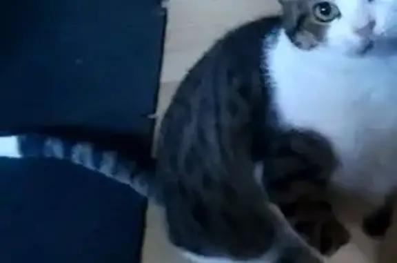 Gatos perdidos, , foto: Gato Perdido en Granollers: Atigrado y Blanco