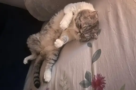 Gata Gris Perdida en San Martín del Rey