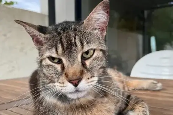 Chat tigré marron perdu à Montreuil - photo