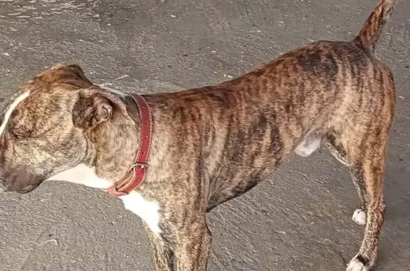 cachorro encontrada