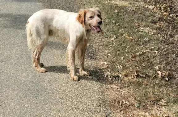 Chien errant trouvé à Tonneins, collier vert - photo