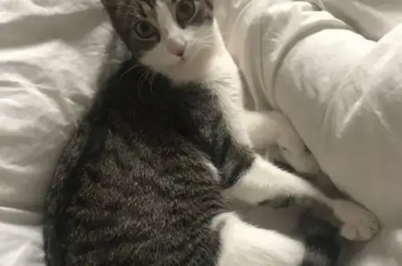 Animaux perdus Soultz-Haut-Rhin, photo: Chatte Chipie perdue à Soultz-Haut-Rhin