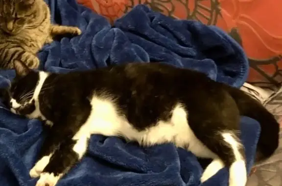 Chat perdu : noir/blanc, castré, pucé, Tourves - photo