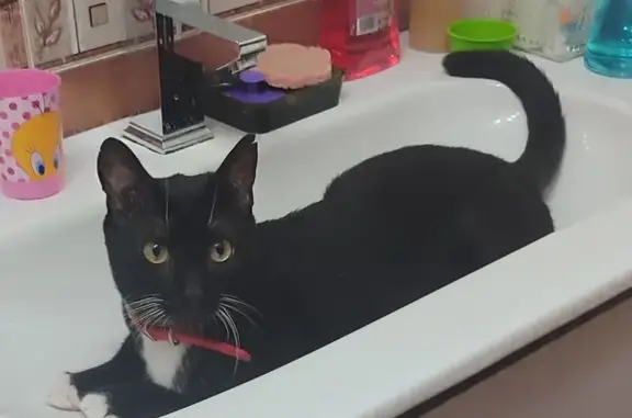 Gato Perdido en Reinosa: Negro con Manchas
