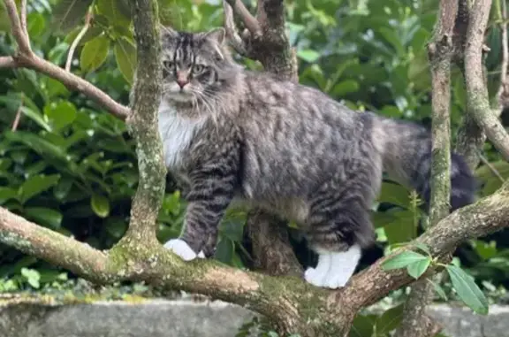 Chat perdu à Plounévézel, tigré blanc - photo