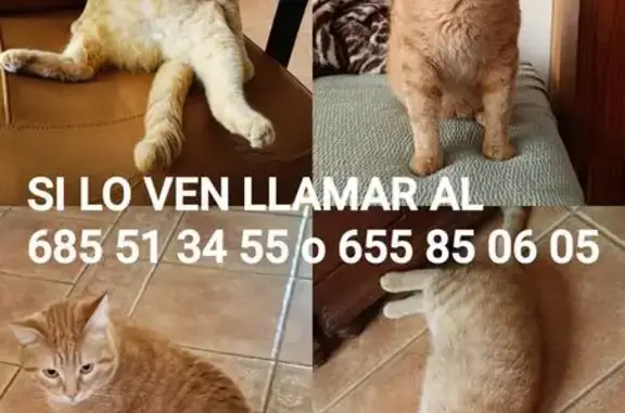 Gato Naranja Perdido en Santa Lucía: 7kg, Ojos Verdes