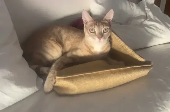 ¡Ayuda! Gato Juanito perdido en Jerez