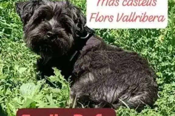 Perro Perdido: Pequeño, Negro, 10 Años