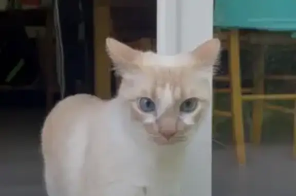 Chat perdu : Snoop, blanc et sable, craintif - photo