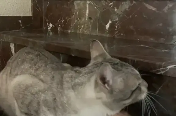Gato Amoroso Espera un Hogar e...
