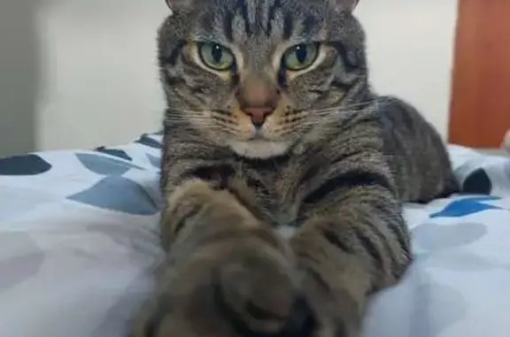 Animaux perdus Douai, photo: Chat tigré perdu, Douai, impasse Lahure