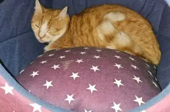 Chat perdu, , photo: Chat mâle roux-blanc perdu, médaille bleue