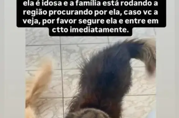 cachorro desaparecida