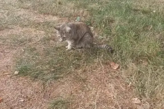 Animaux trouvés , photo: Chatte aveugle trouvée à Essarts-en-Bocage