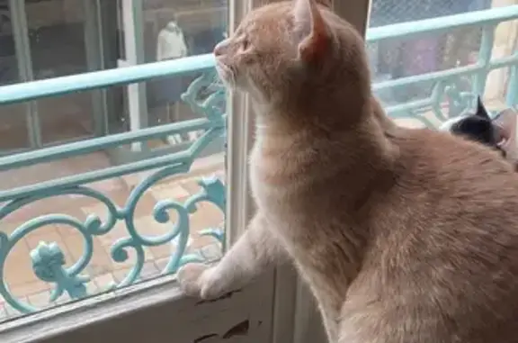 Chat perdu à Bénodet : Hélios, 1 an, roux - photo