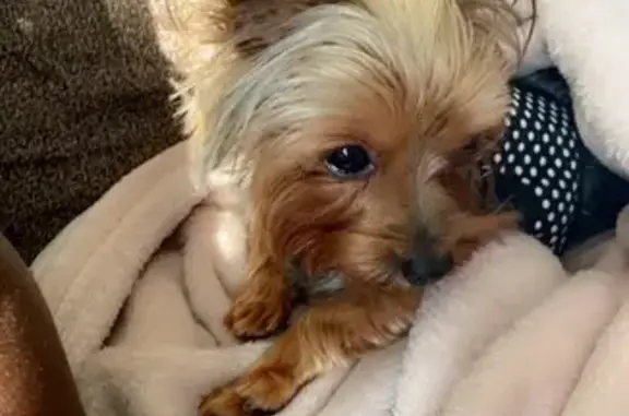 Lost Yorkie: Nyla Missing in Reynoldsburg