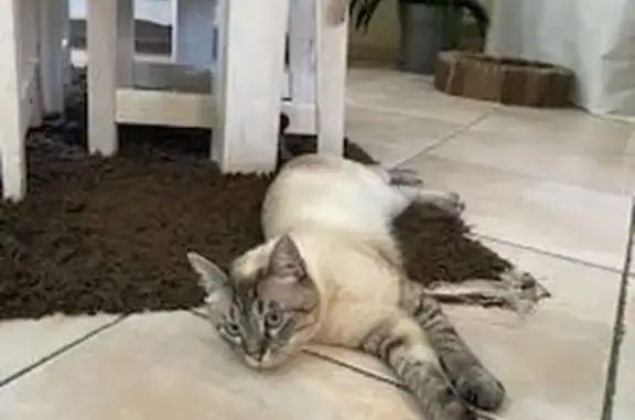 Animaux perdus , photo: Chat crème perdu, craintif à Valderiès
