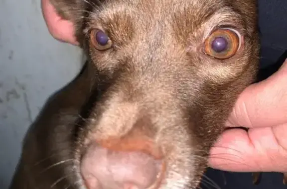 cachorro desaparecida