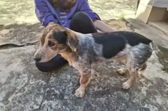 cachorro encontrada