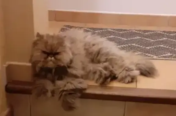 Chat perdu à Bompas : Pitchou, mâle 6 ans - photo