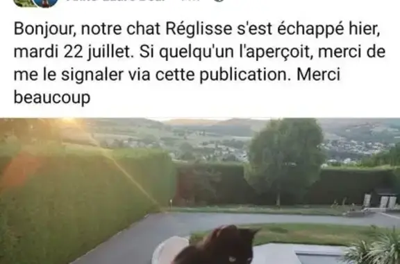 Animaux perdus Saint-Genest-Malifaux, photo: Chat noir perdu, mince, tatoué, rue Meunier